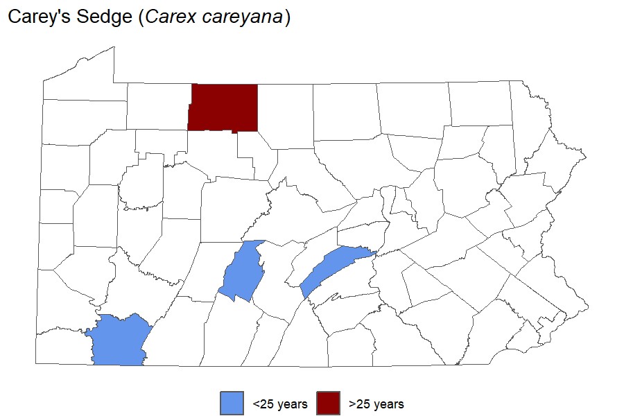 Carey's